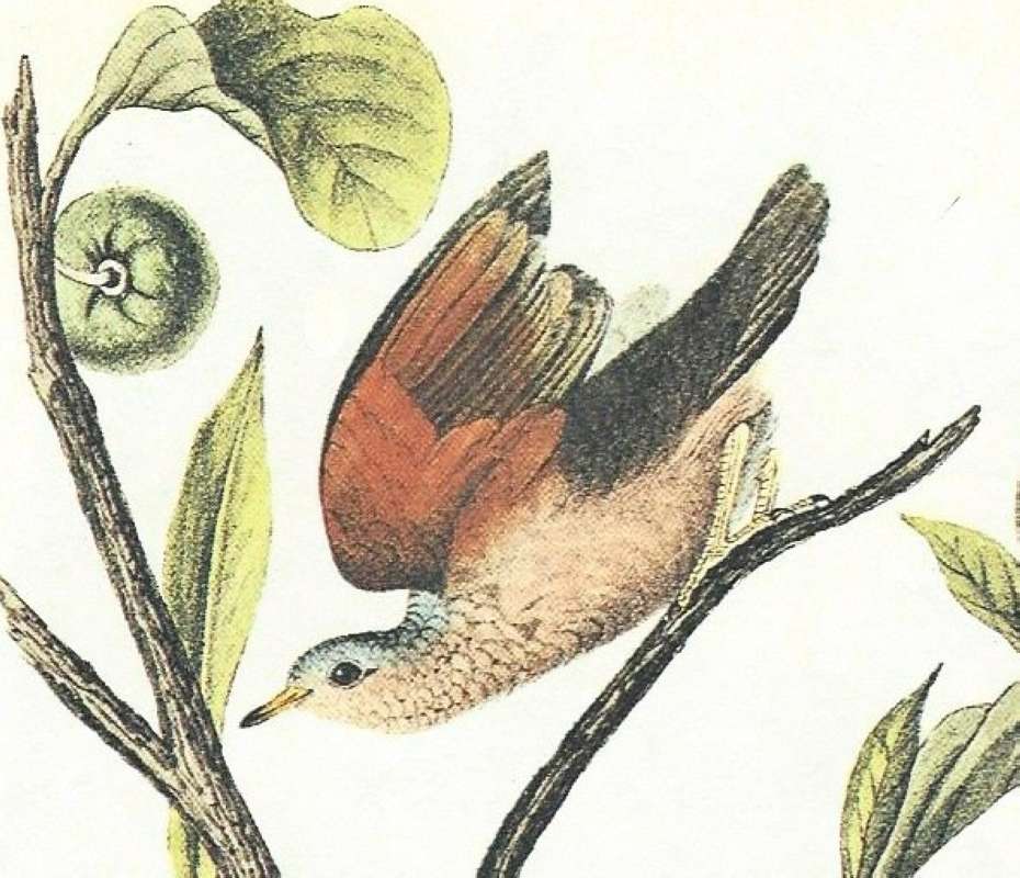 Closer View of Top Male<br>(Origin of the Specimen: Audubon Painting)