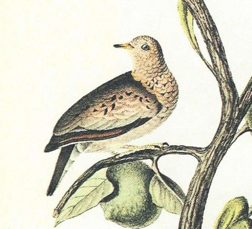 Closer View of Left Male<br>(Origin of the Specimen: Audubon Painting)