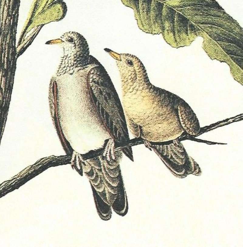 Closser View of Female with Young<br>(Origin of the Specimen: Audubon Painting)