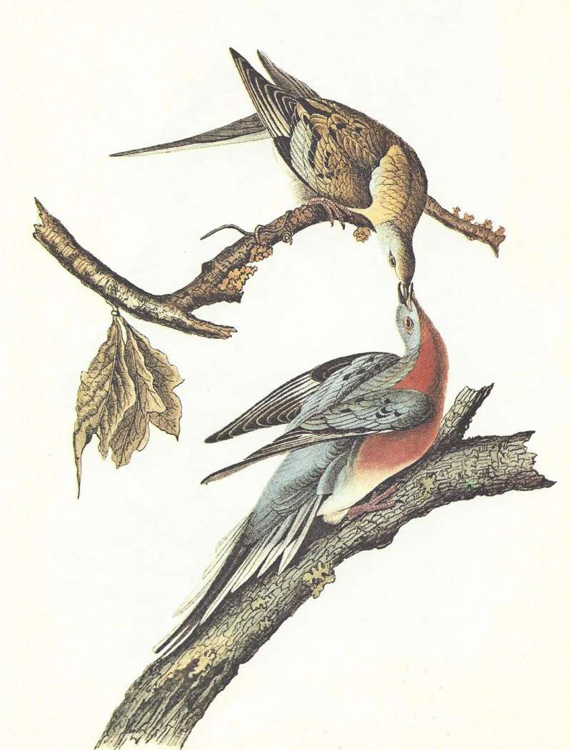 Two Examples - Second Artist - Note Female Color<br>(Origin of the Specimen: Painting - Audubon)
