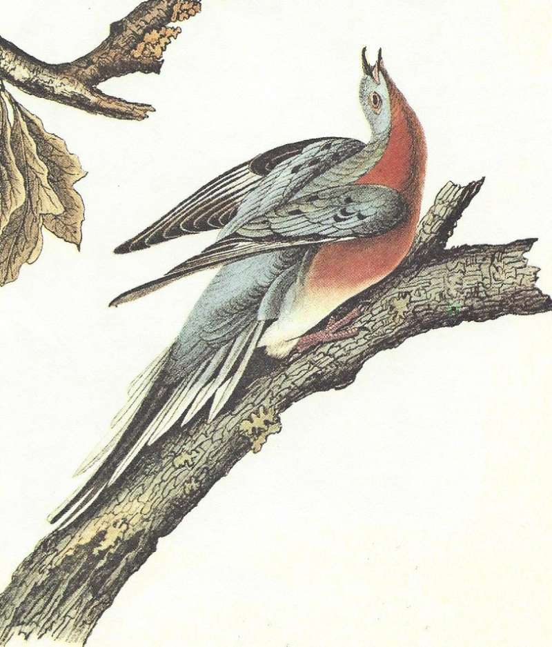 Closer View of Male<br>(Origin of the Specimen: Painting - Audubon)