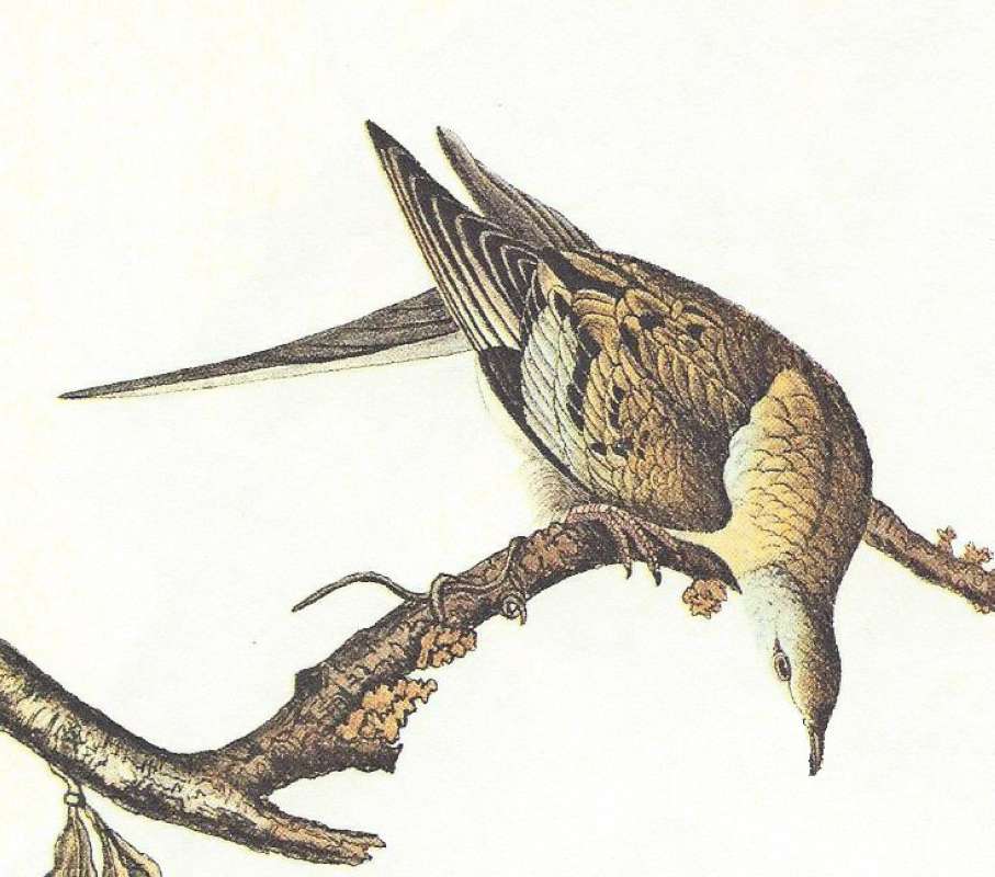 Closer View of Female<br>(Origin of the Specimen: Painting - Audubon)