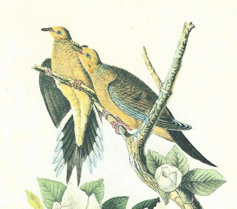 Pair - Female on Left, Male on Right<br>(Origin of the Specimen: Audubon Painting)