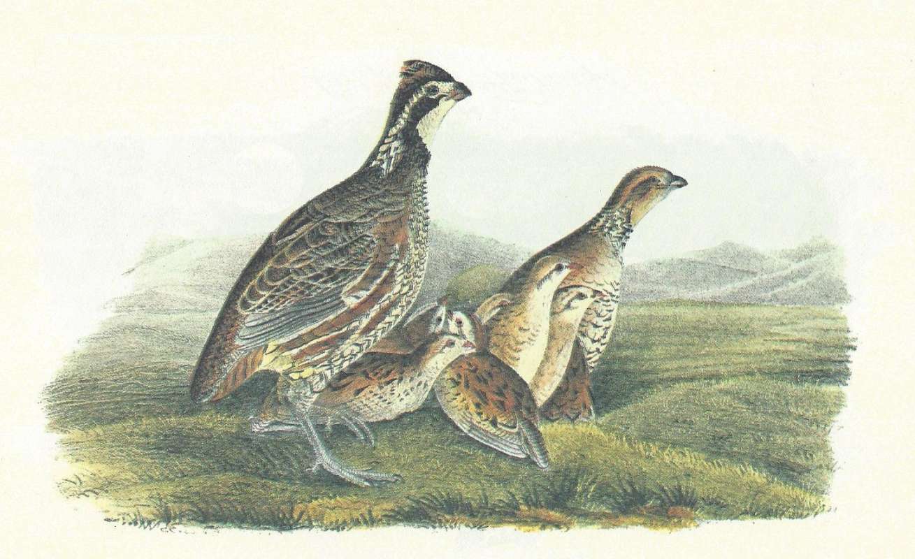 Pair with Yuong:  Male on Left, Female on Right<br>(Origin of the Specimen: Audubon Painting)