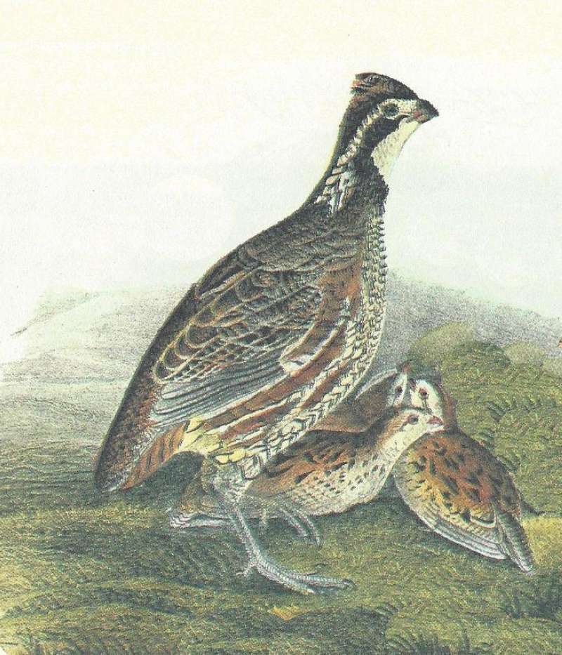 Closer View of Male with Young<br>(Origin of the Specimen: Audubon Painting)