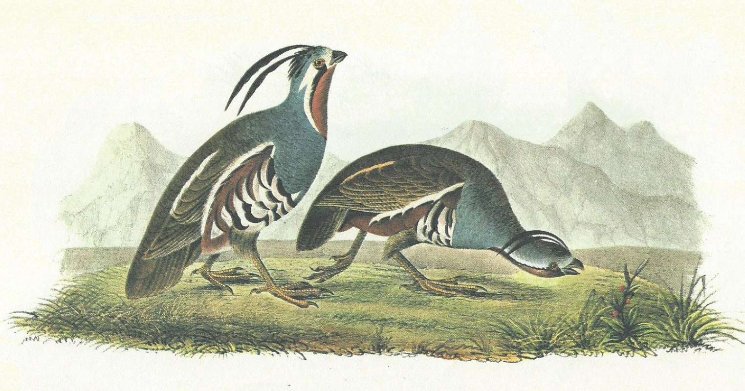 Pair Male on Left<br>(Origin of the Specimen: Audubon Painting)