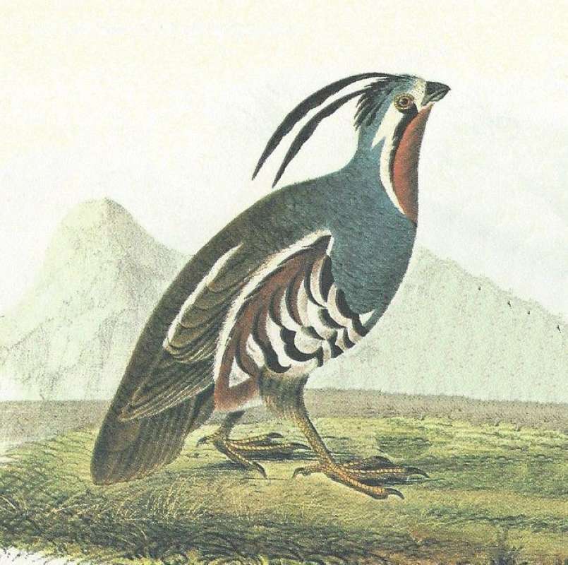 Closer View of Male<br>(Origin of the Specimen: Audubon Painting)