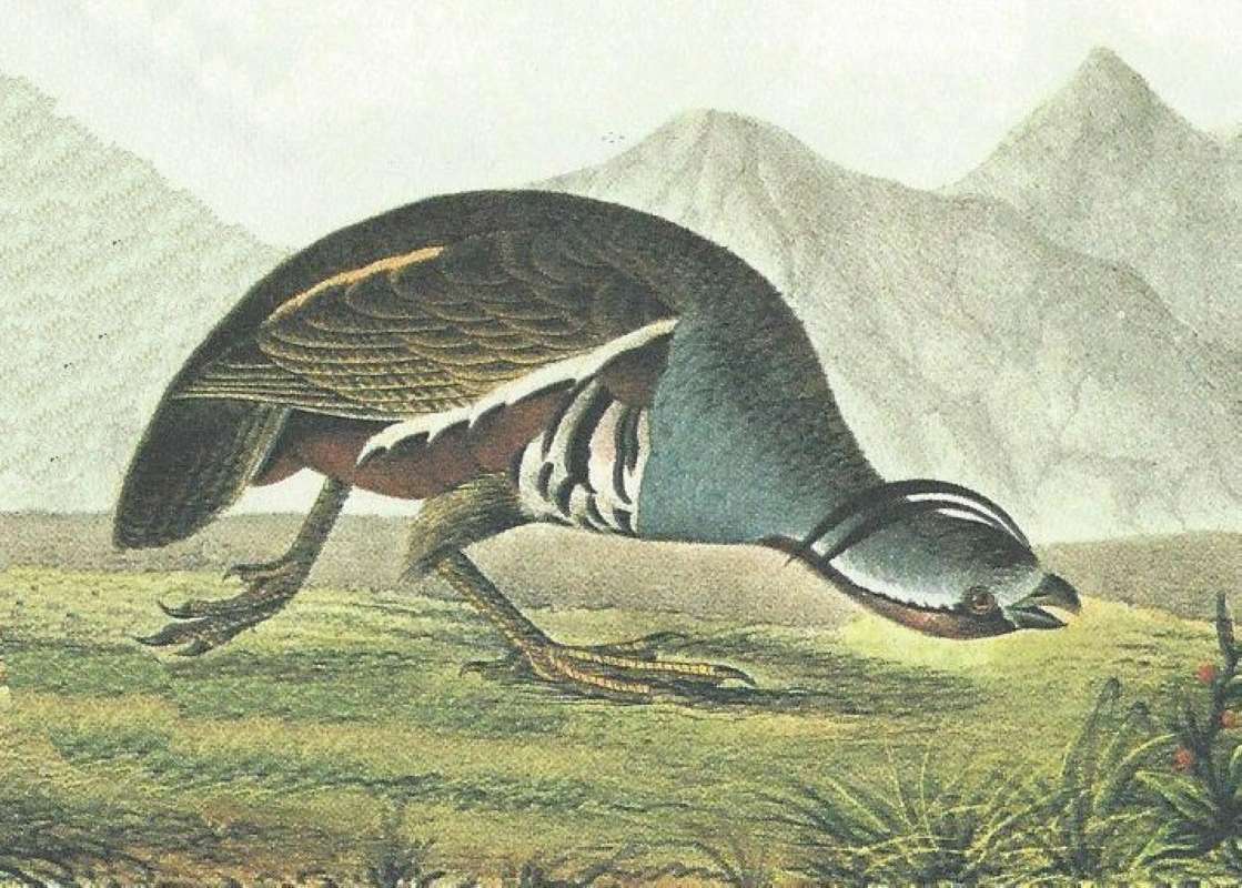 Closer View of Female<br>(Origin of the Specimen: Audubon Painting)