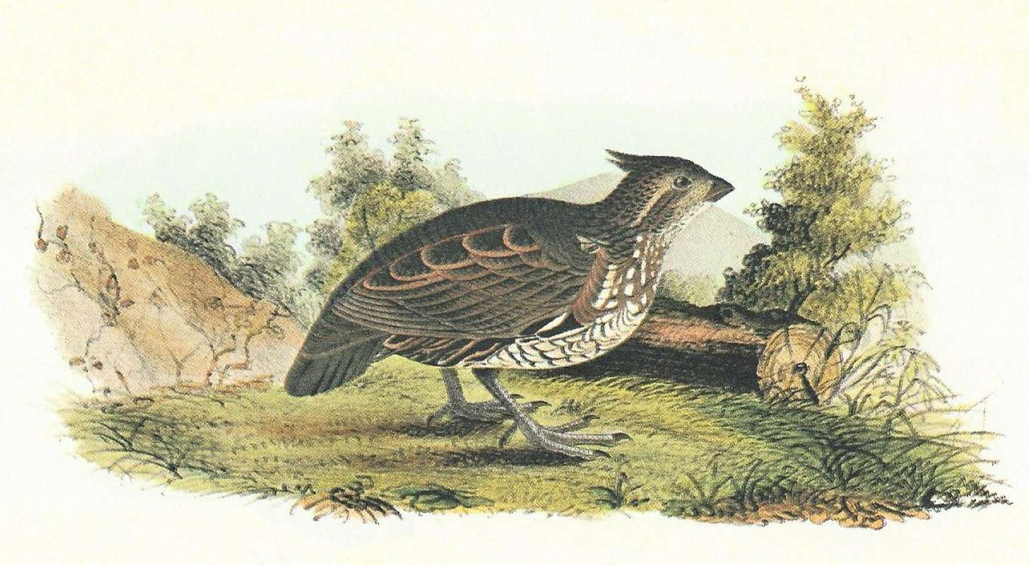 Young in Habitat<br>(Origin of the Specimen: Audubon Painting)
