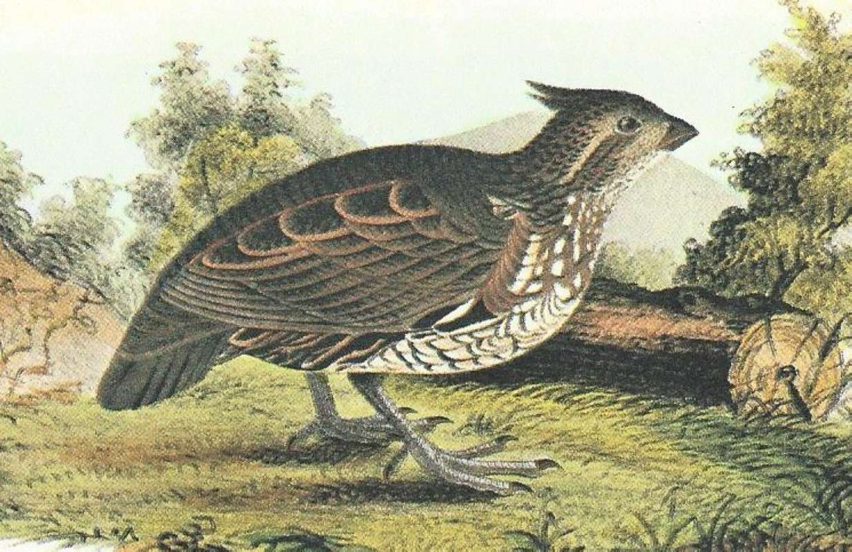 Closer View of Young<br>(Origin of the Specimen: Audubon Painting)