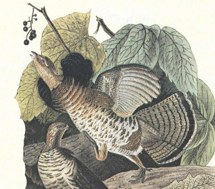 Male - Ventral View<br>(Origin of the Specimen: Audubon Painting)