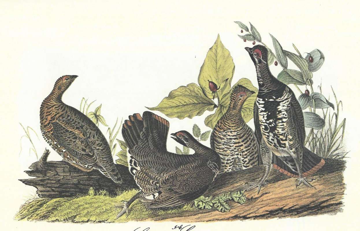 From Left to Right:  Female, Male, Female, Male<br>(Origin of the Specimen: Audubon Painting)
