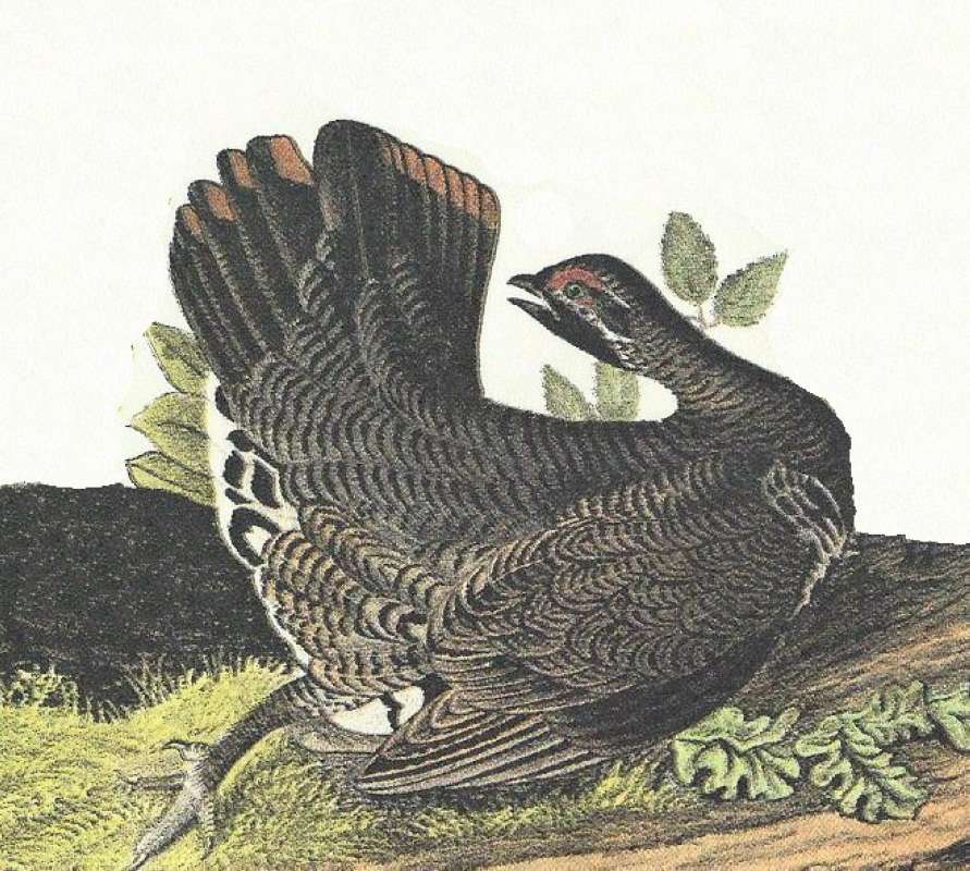 Closer View of Male<br>(Origin of the Specimen: Audubon Painting)