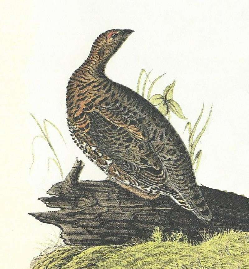 Closer View of Female<br>(Origin of the Specimen: Audubon Painting)