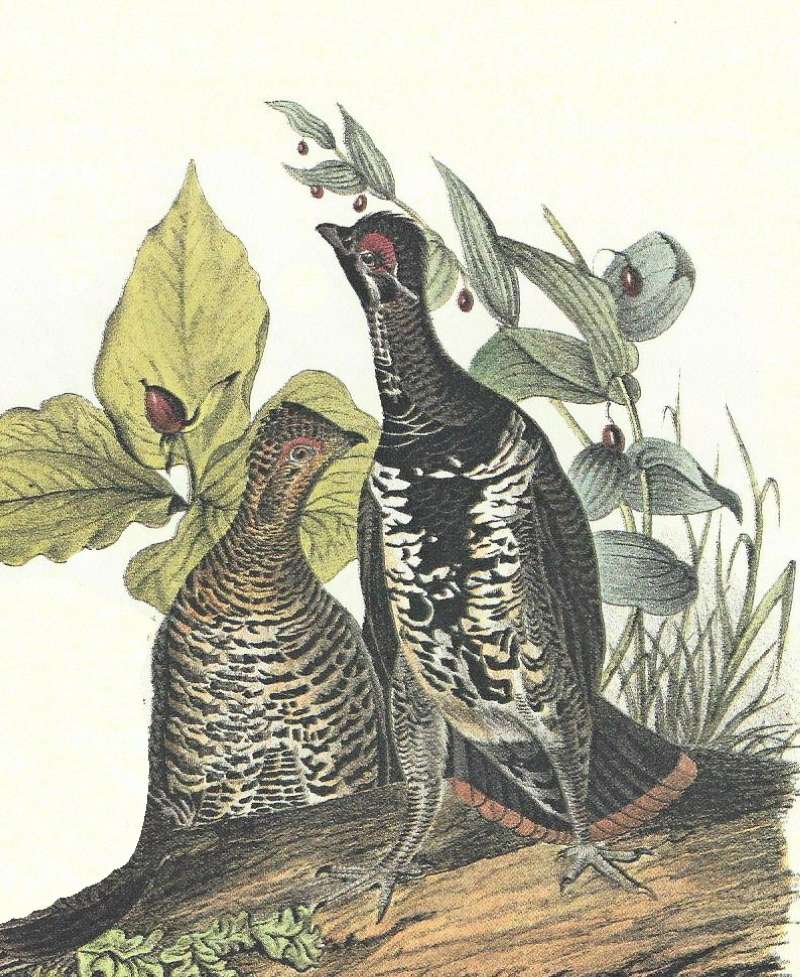 Closer View of Pair<br>(Origin of the Specimen: Audubon Painting)