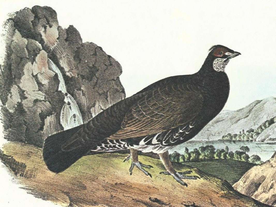 Closer View of Male<br>(Origin of the Specimen: Audubon Painting)