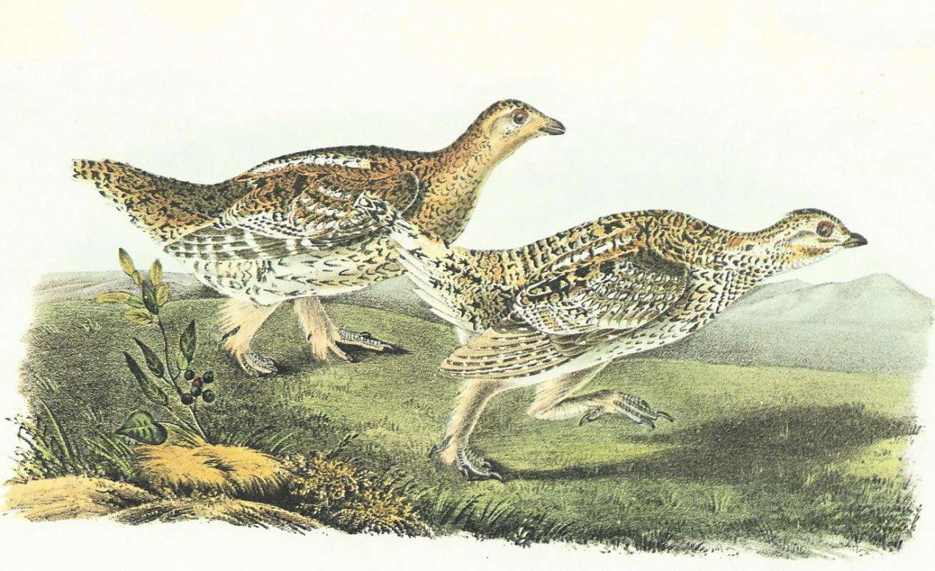 Pair - Male on Right<br>(Origin of the Specimen: Audubon Painting)