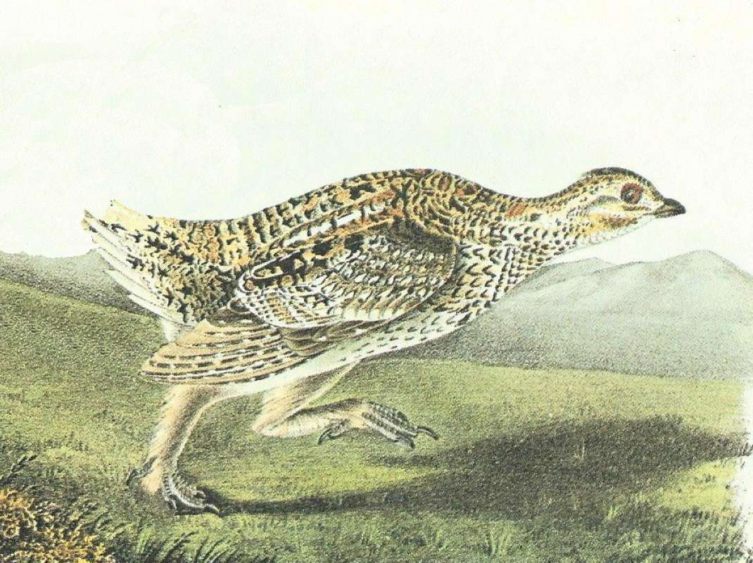 Closer View of Male<br>(Origin of the Specimen: Audubon Painting)