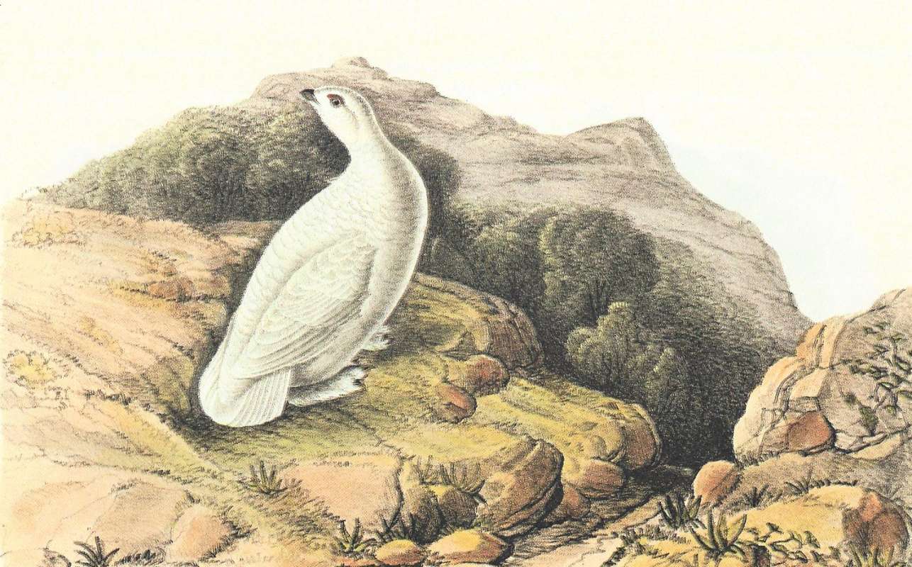 Male in Winter Plumage<br>(Origin of the Specimen: Audubon Painting)