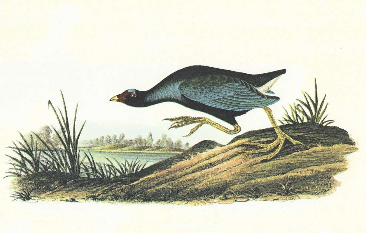 Male in Habitat - Note Blue Forehead<br>(Origin of the Specimen: Audubon Painting)