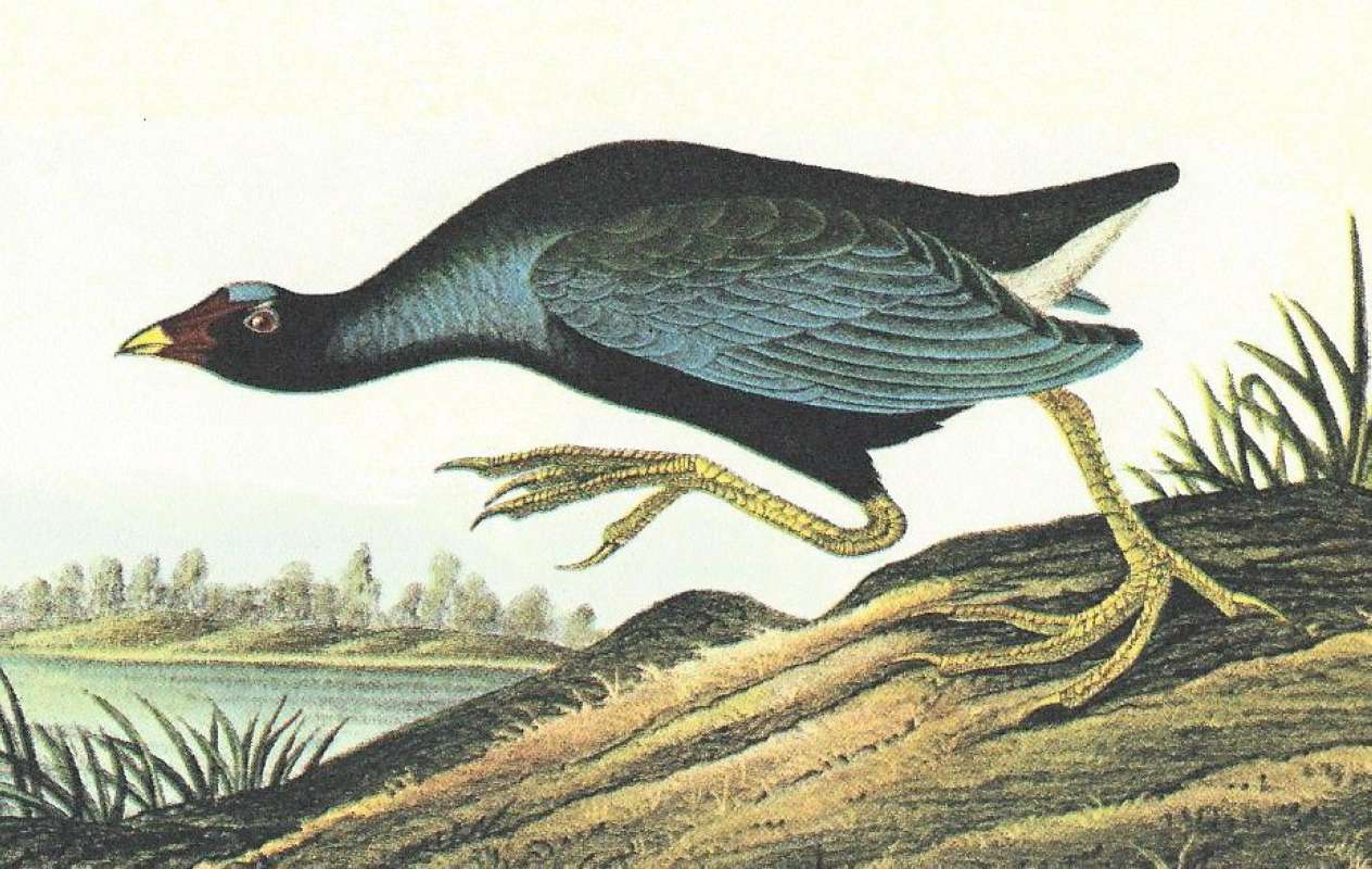 Close View of Male in Spring Plumage<br>(Origin of the Specimen: Audubon Painting)