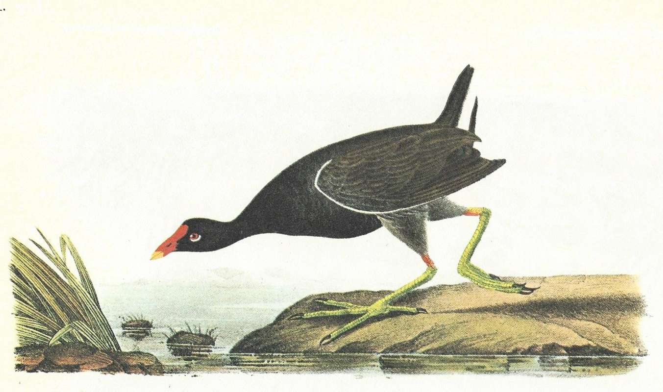 Male in Habitat<br>(Origin of the Specimen: Audubon Painting)