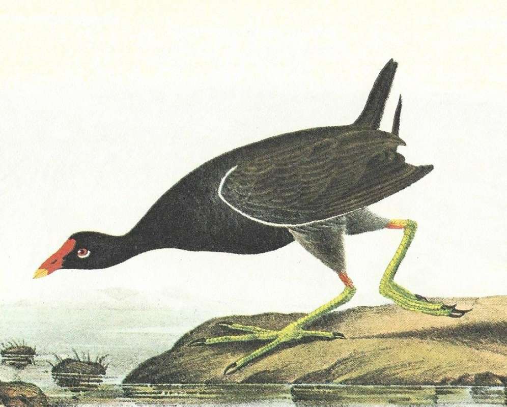 Closer View of Male<br>(Origin of the Specimen: Audubon Painting)