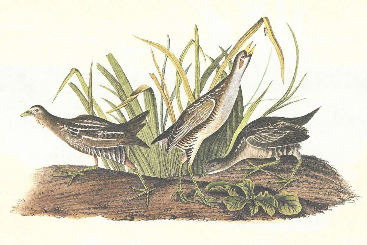 Male in Center. Female on Left, Young Right<br>(Origin of the Specimen: Audubon Painting)