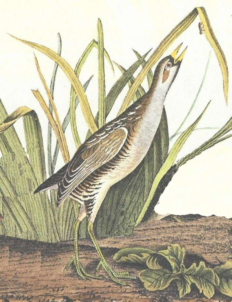 Closer Views of Male<br>(Origin of the Specimen: Audubon Painting)