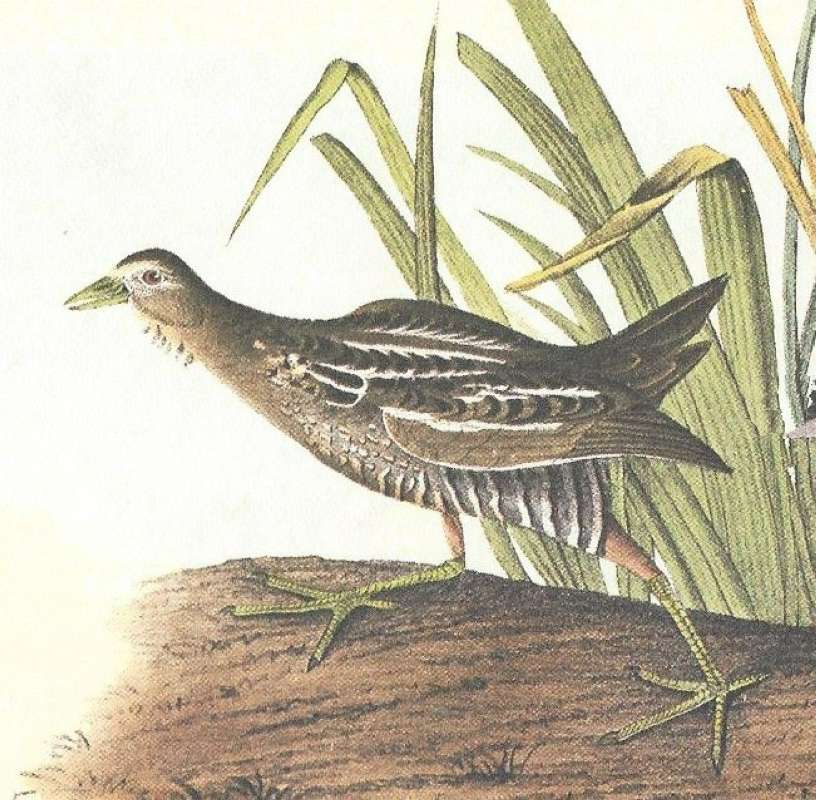 Clsoer Viw of Female<br>(Origin of the Specimen: Audubon Painting)