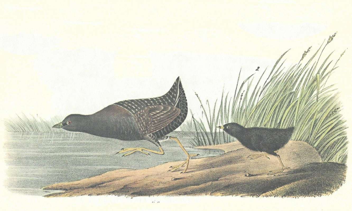Male on Left, Young on Right<br>(Origin of the Specimen: Audubon Painting)