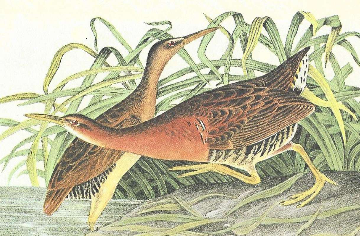 Closer View of Male and Young<br>(Origin of the Specimen: Audubon Painting)