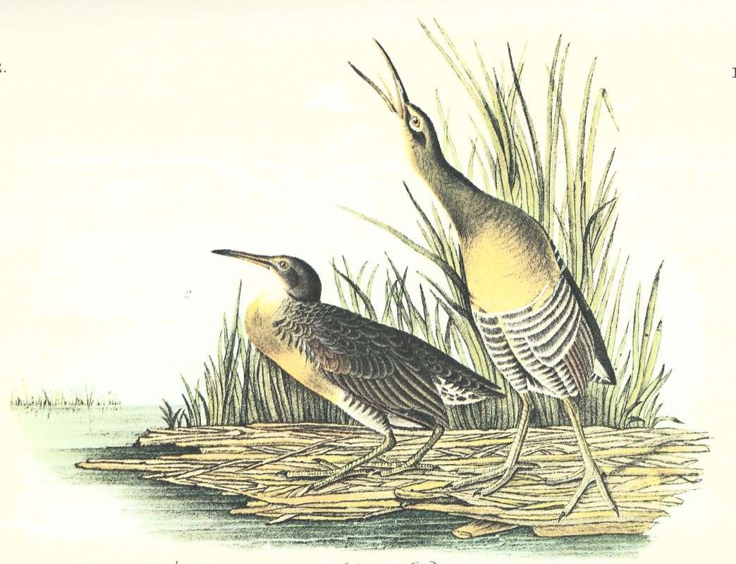 Tall Male on Right, Female on Left<br>(Origin of the Specimen: Audubon Painting)