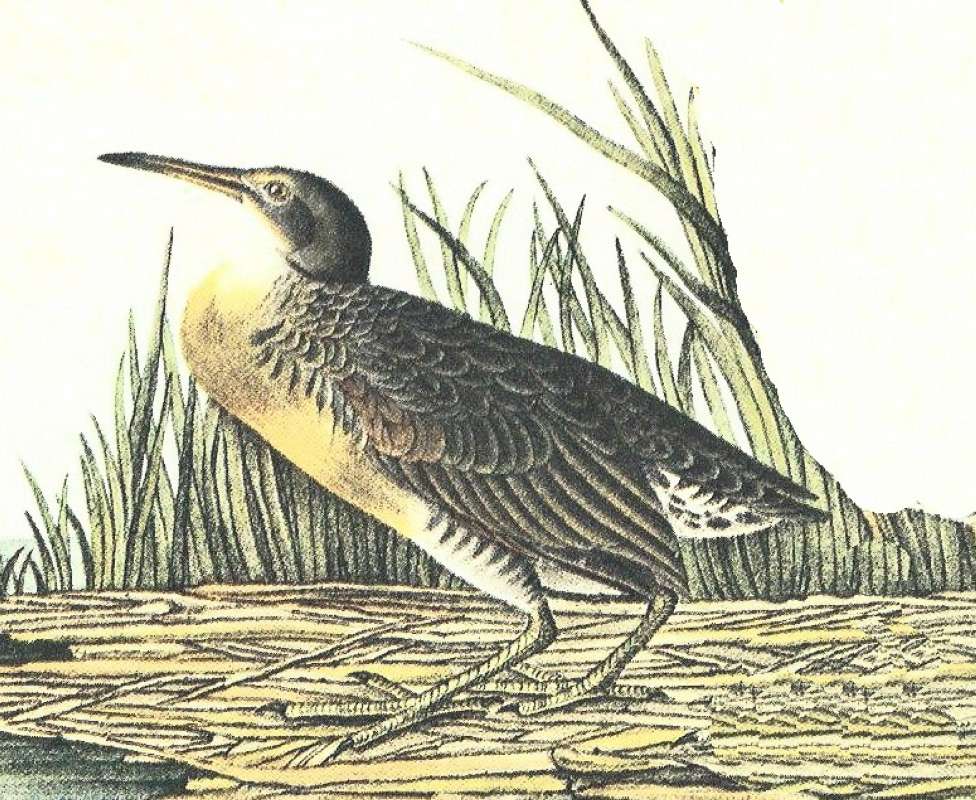 Closer view of Female<br>(Origin of the Specimen: Audubon Painting)