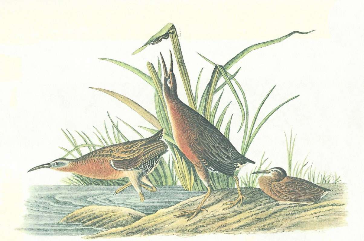 Male in Center, Female on Left, Young at Right<br>(Origin of the Specimen: Audubon Painting)