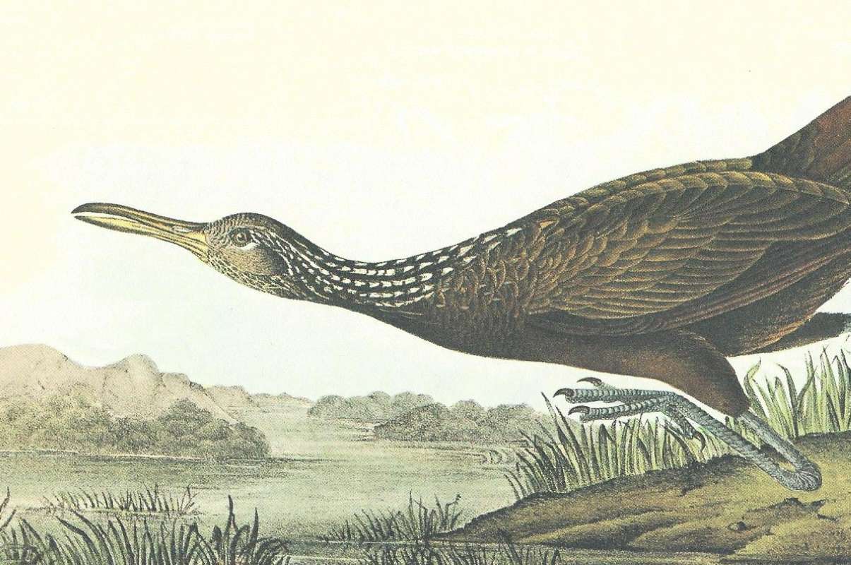 Closer View of Image<br>(Origin of the Specimen: Audubon Painting)