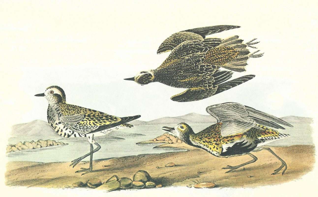 Left to Right: March, Winter, Summer Foliage<br>(Origin of the Specimen: Audubon Painting)