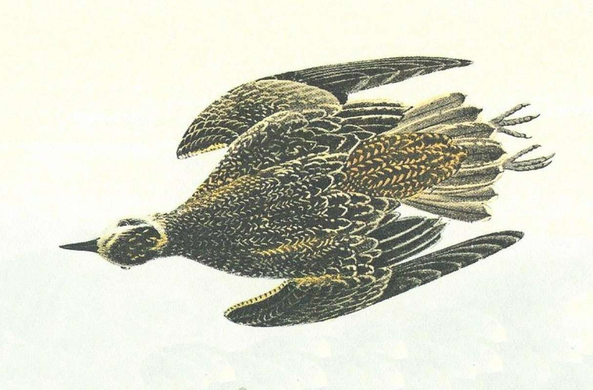 Closer Vieww of Winter Form<br>(Origin of the Specimen: Audubon Painting)