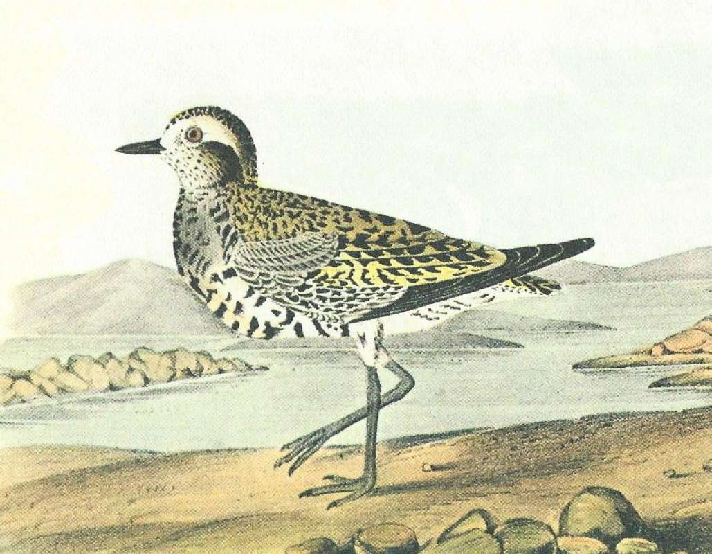 Closer View of March Form<br>(Origin of the Specimen: Audubon Painting)