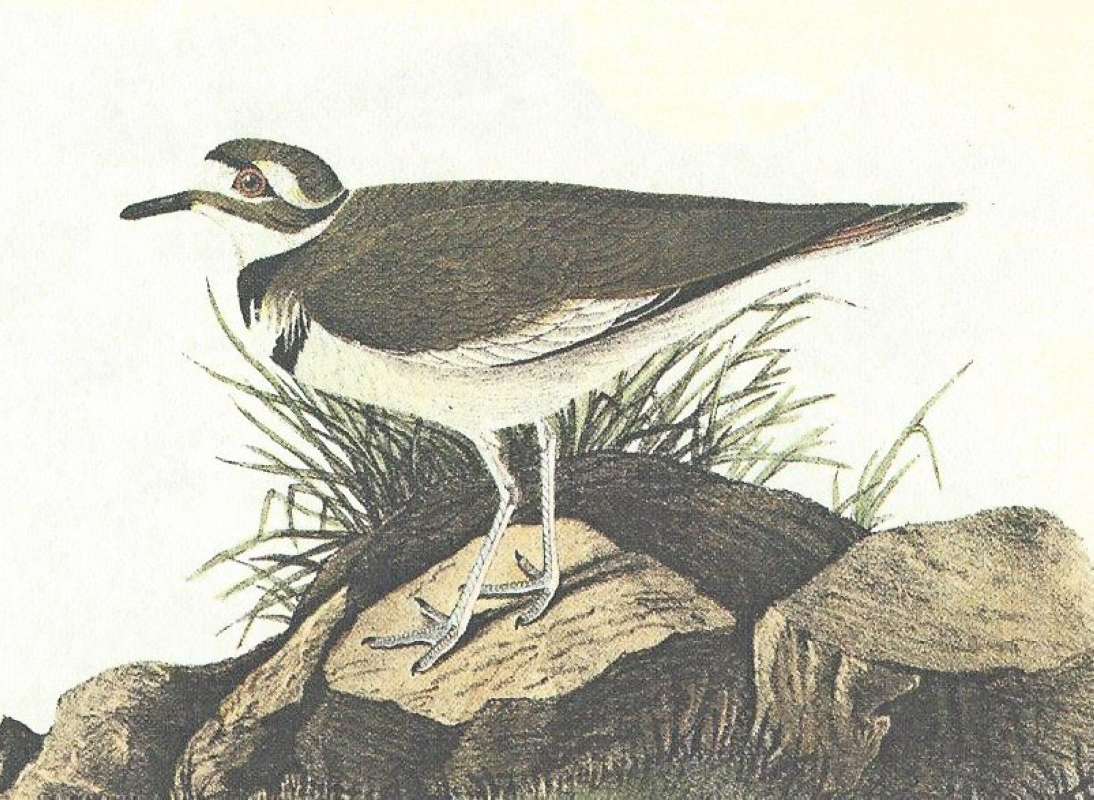 Closer View of Standing Female<br>(Origin of the Specimen: Audubon Painting)