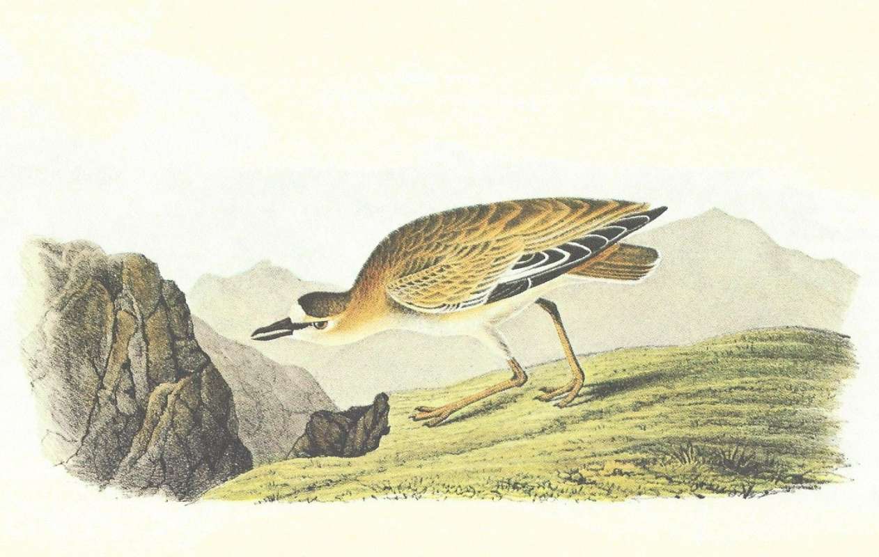 Female<br>(Origin of the Specimen: Audubon Painting)