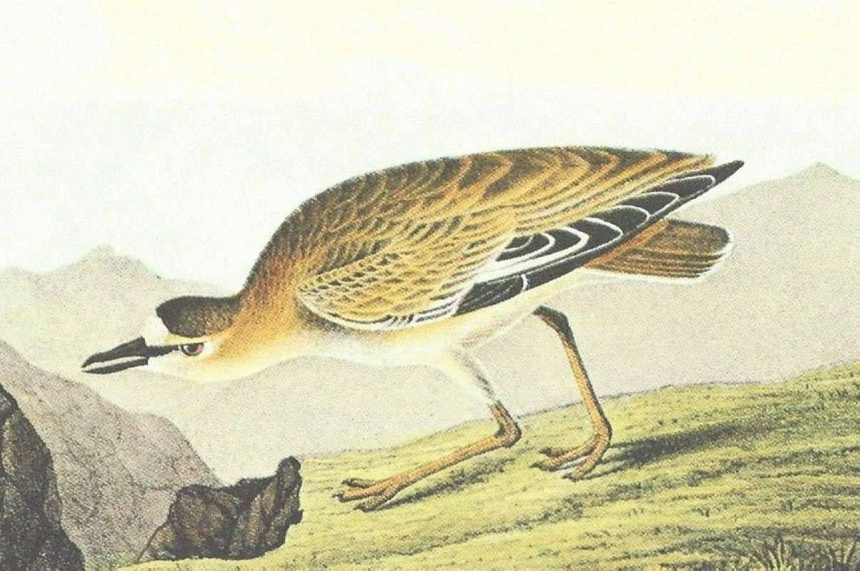 Closer View of Female<br>(Origin of the Specimen: Audubon Painting)