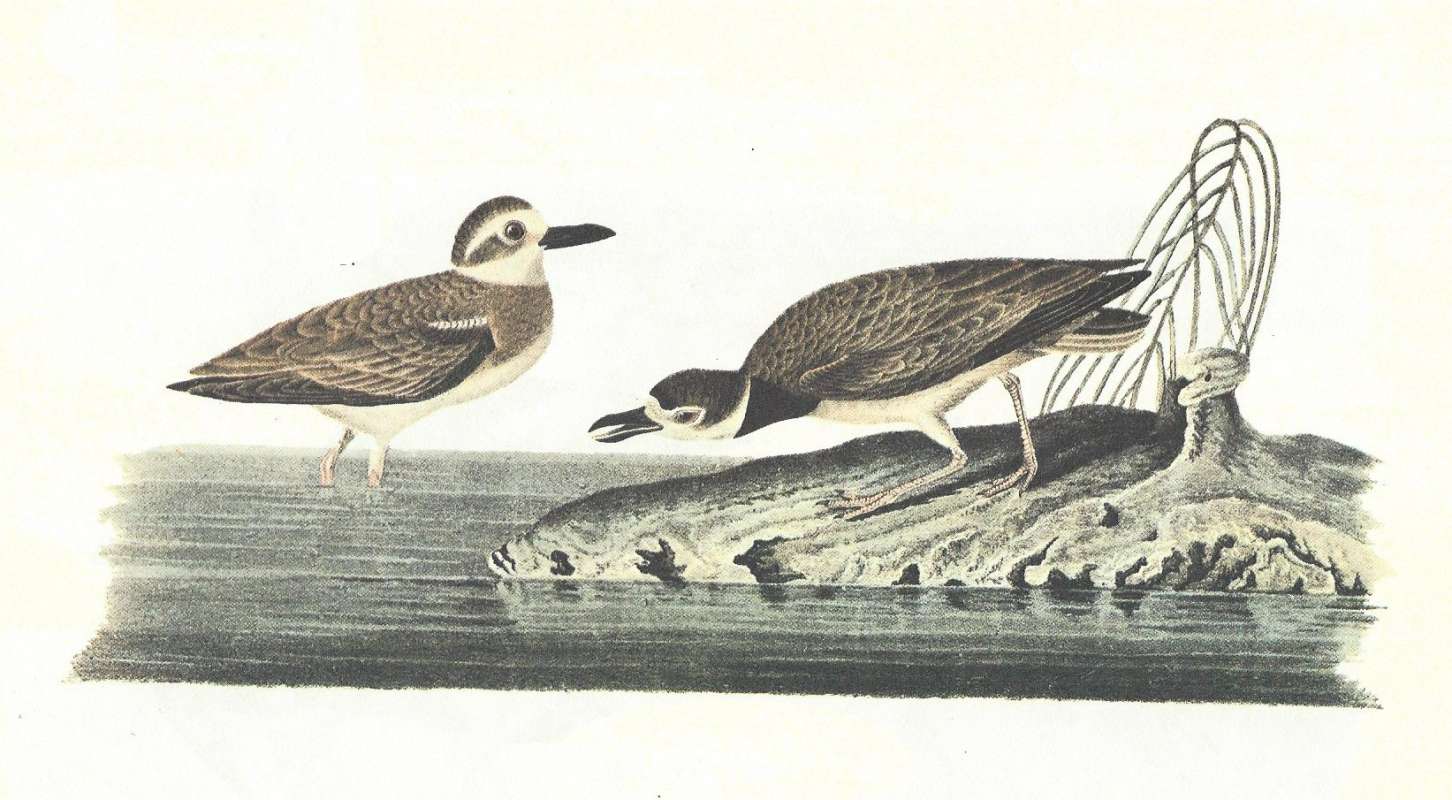 Pair - Female on Left in Water, Male on Right<br>(Origin of the Specimen: Audubon Painting)