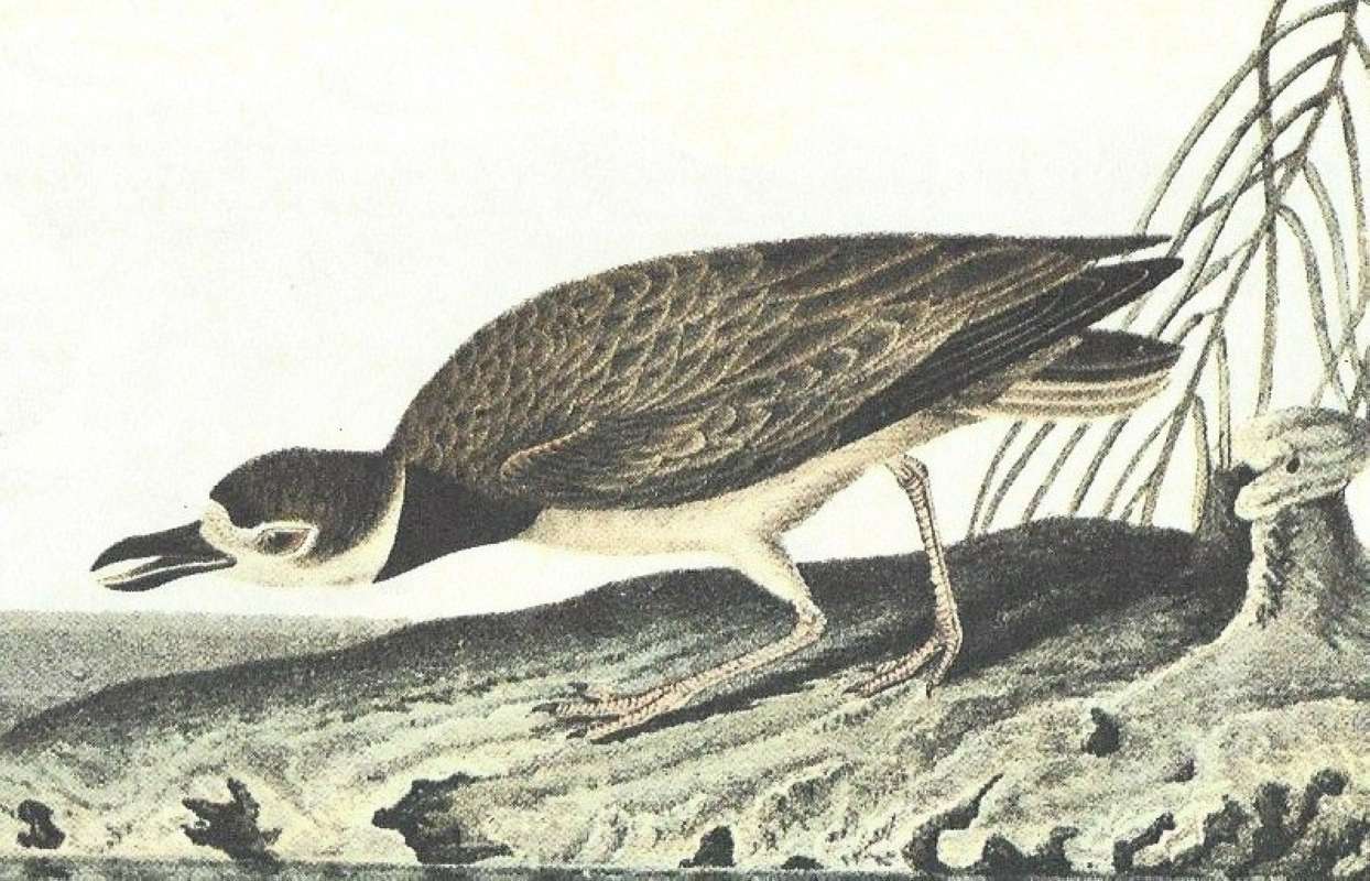 Closer View of Male<br>(Origin of the Specimen: Audubon Painting)