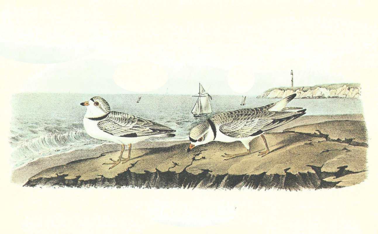 Pair - Male on Right, Female on Left<br>(Origin of the Specimen: Audubon Painting)