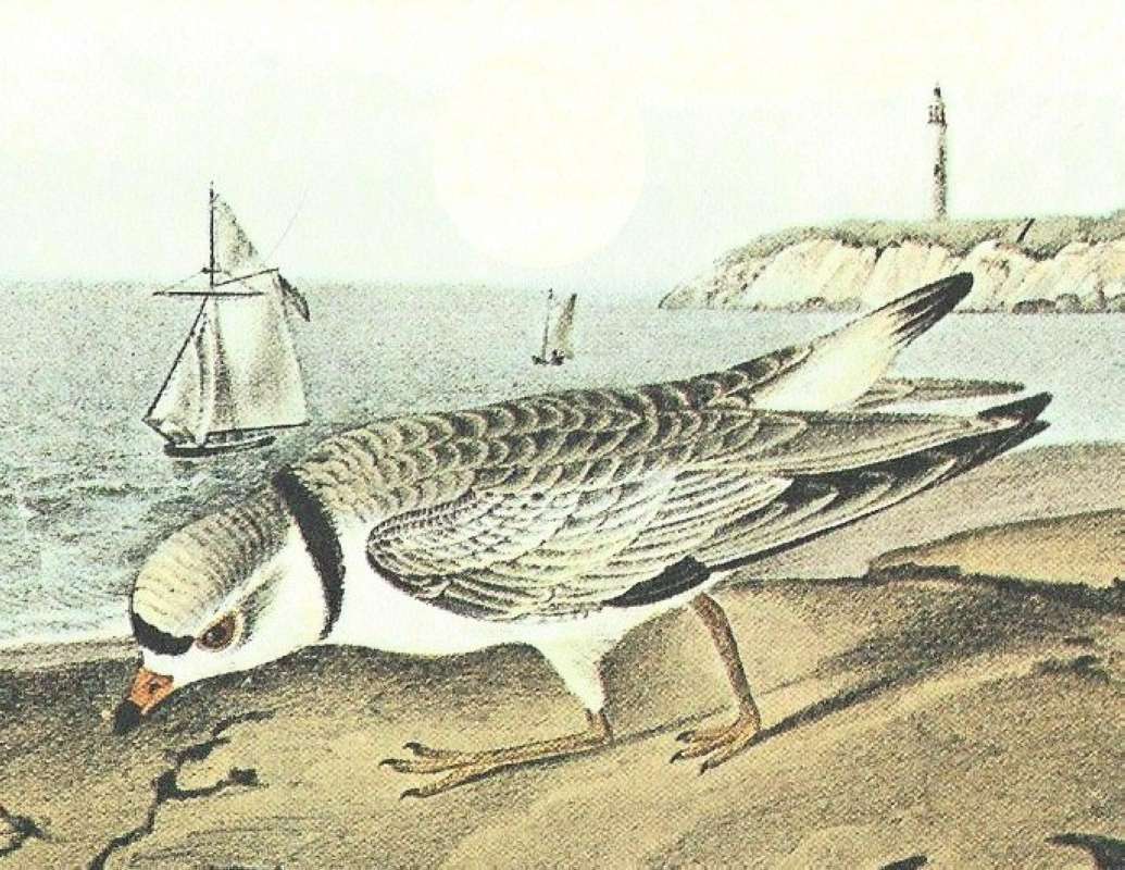 Closer View of Male<br>(Origin of the Specimen: Audubon Painting)