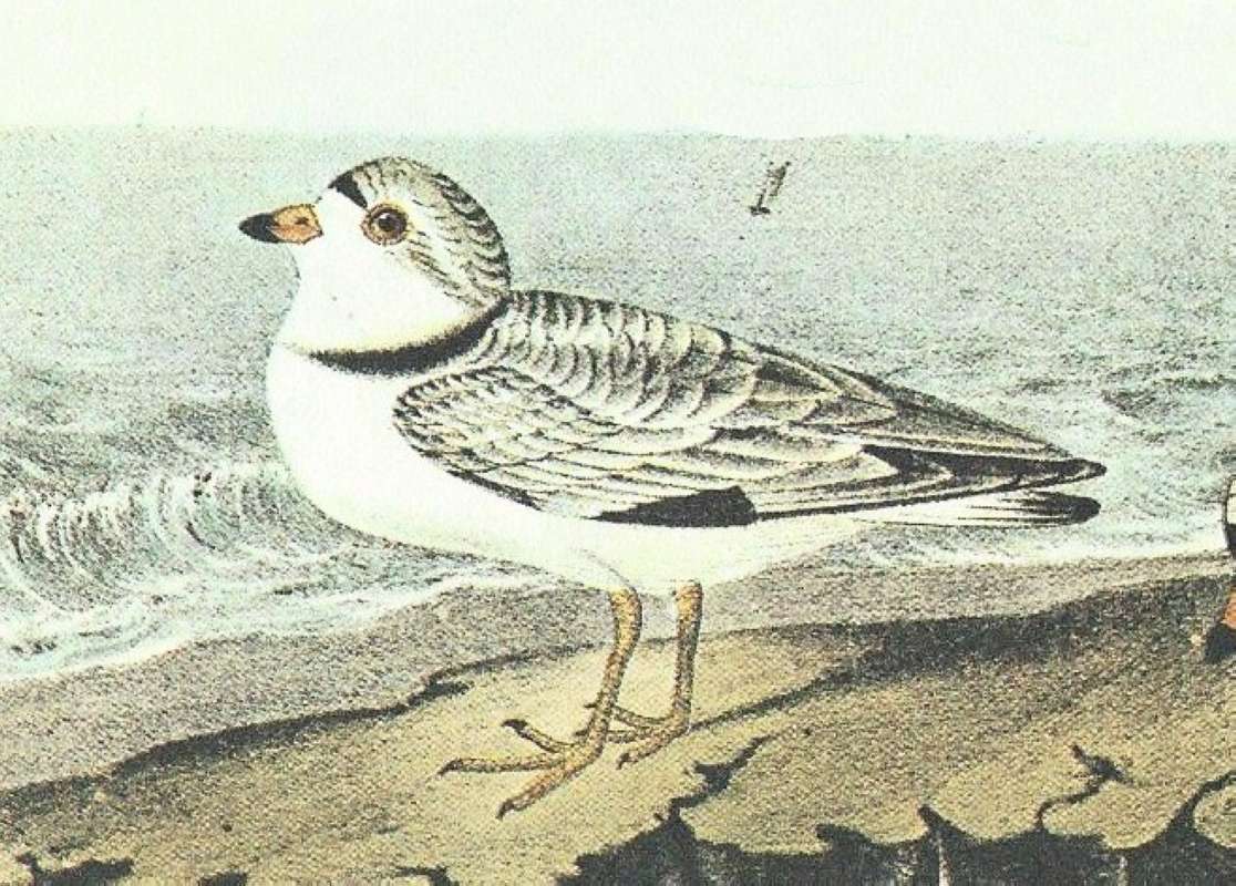 Closer View of Female<br>(Origin of the Specimen: Audubon Painting)