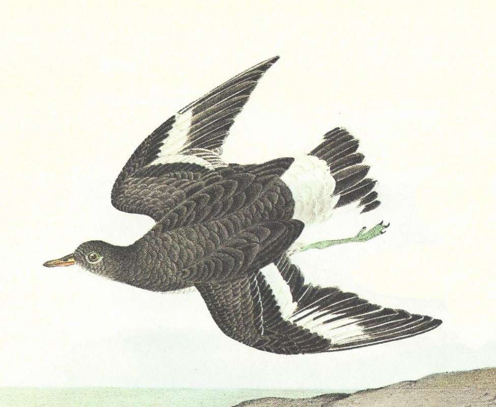Female in Flight - Dorsal View - White Tail Band<br>(Origin of the Specimen: Audubon Painting)