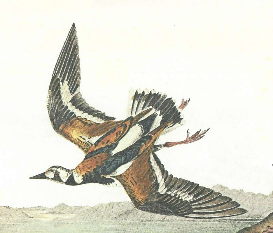 Closer View of Summer Colors in Flight<br>(Origin of the Specimen: Audubon Painting)