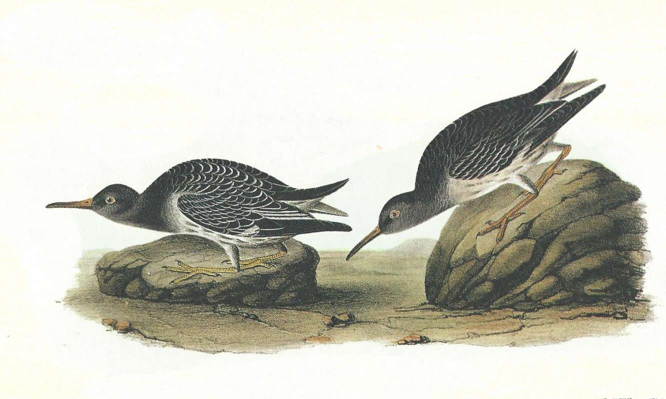 Summer Form on Left, Winger Form on Right<br>(Origin of the Specimen: Audubon Painting)